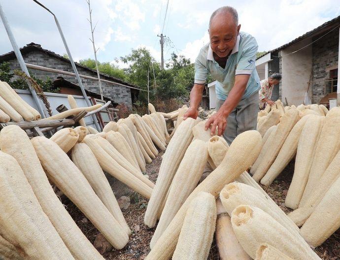 农村用的丝瓜瓤还有其他用法？农民种一万亩，带村民走上致富道路