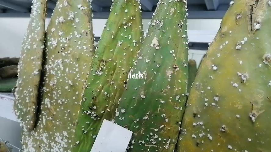 致富养殖好项目大全_致富养殖常见项目是什么_常见养殖致富项目