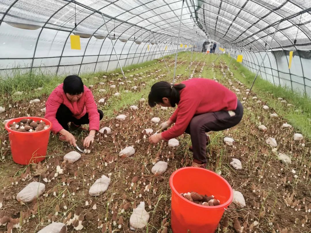 “种一亩，赚6万”是真的吗？实则10个种植9个亏，问题出在哪？