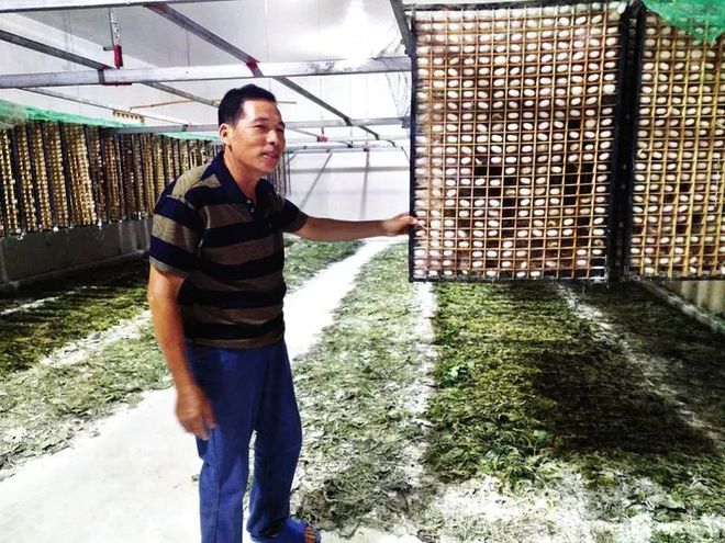 致富经种桑养_桑树致富经_致富经桑树养羊