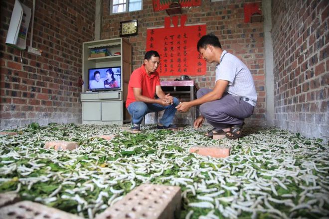 桑树致富经_致富经种桑养_致富经桑树养羊