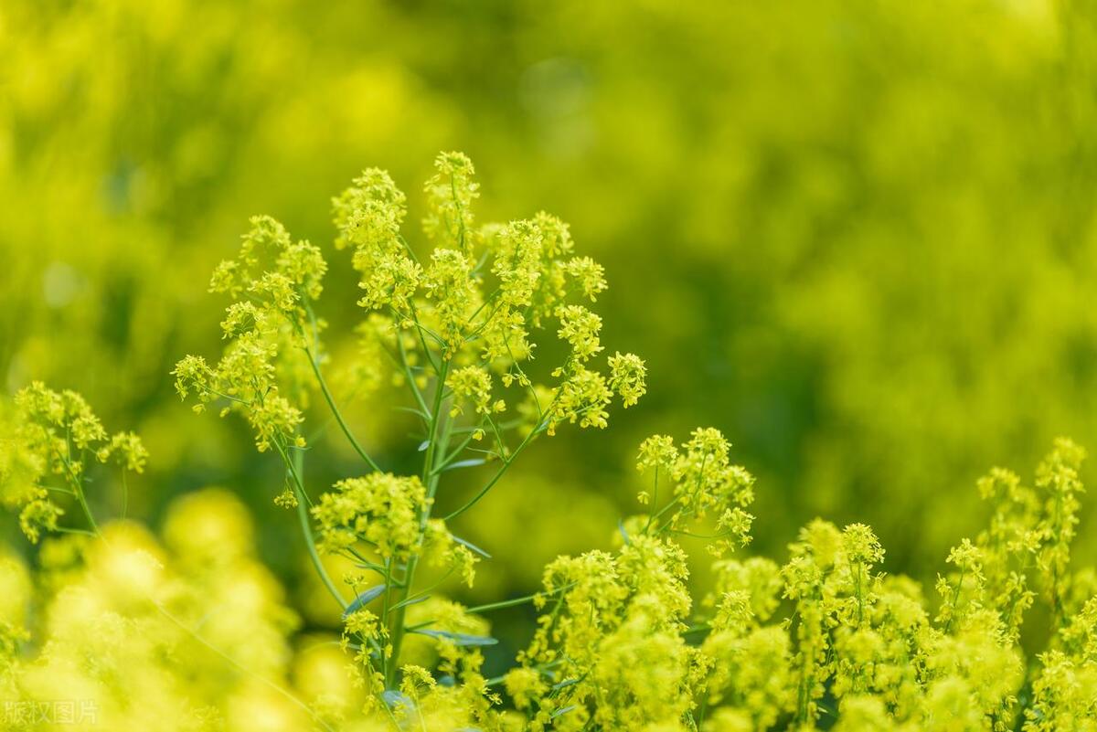 蓝板蓝根种植技术_板蓝根规模种植  致富_2021年种植板蓝根前景