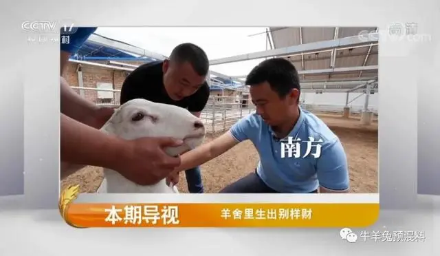 致富经湖羊养殖视频_湖羊的养殖致富经_养湖羊赚钱吗