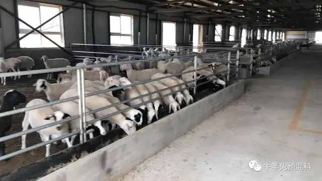 湖羊的养殖致富经_致富经湖羊养殖视频_养湖羊赚钱吗