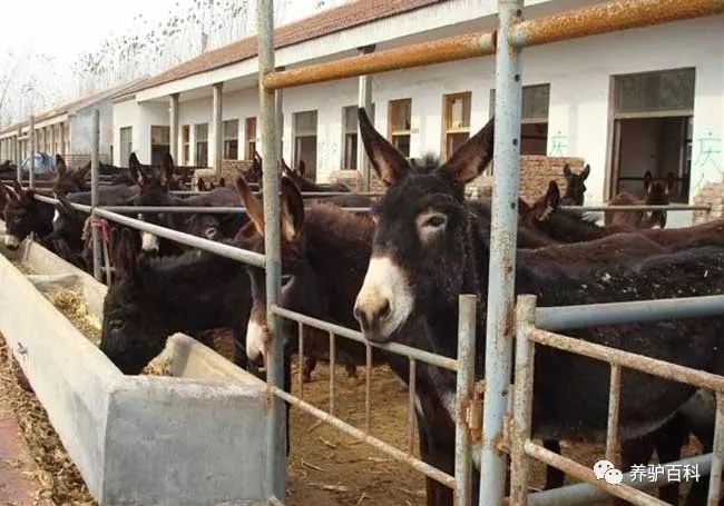 驴养殖技术视频直播_驴的养殖与肉用_肉驴苗养殖技术视频