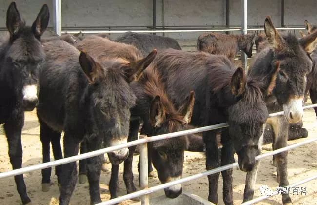 驴的养殖与肉用_肉驴苗养殖技术视频_驴养殖技术视频直播