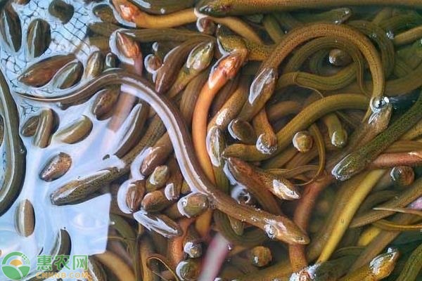 致富经黄鳝养殖技术视频_致富经鳝鱼养殖_养殖黄鳝致富之路