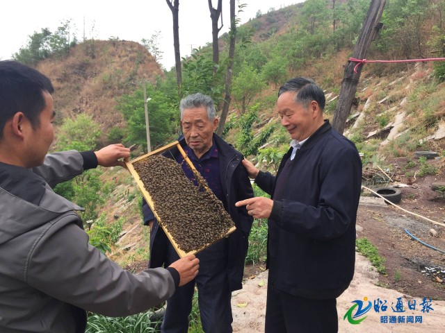 致富经之斑鸠养殖_养殖斑鸠利润空间多大_致富养殖斑鸠图片