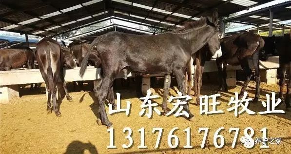驴的养殖与肉用_肉驴苗养殖技术视频_驴的养殖视频
