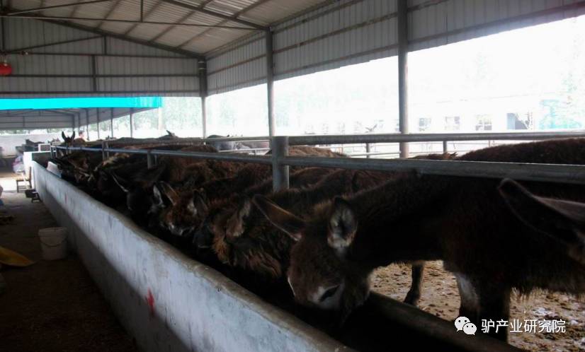 肉驴苗养殖技术视频_驴的养殖与肉用_养驴子的养殖视频
