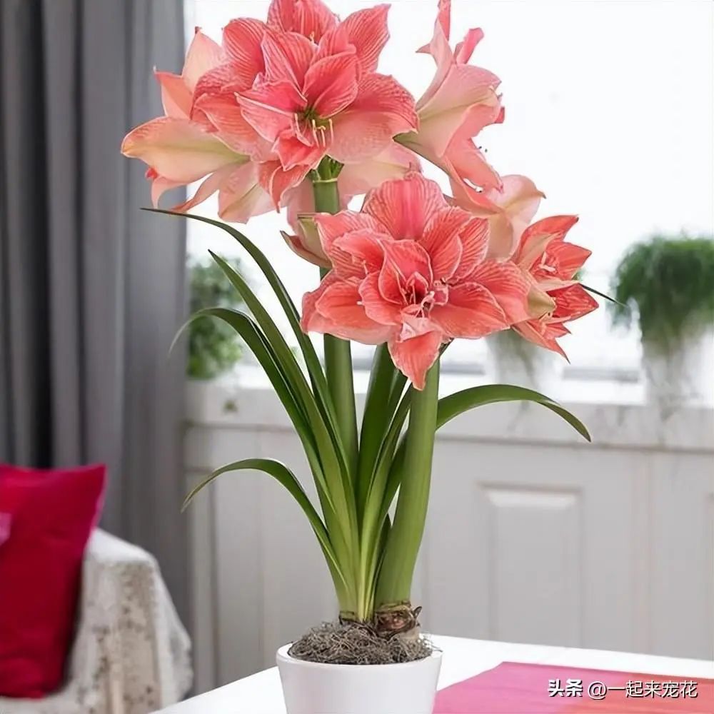 小花朱顶红_红花的养殖方法_朱顶红花怎么养殖技术