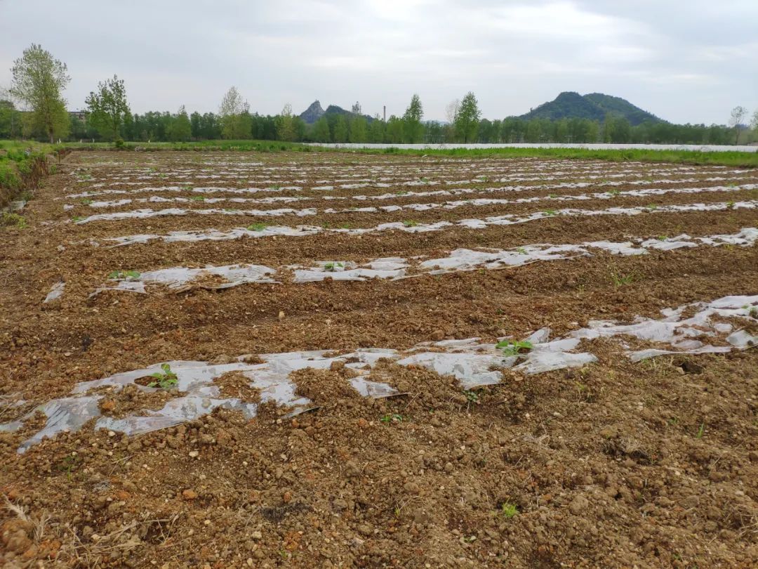 致富养殖业技术有哪些_养殖业致富的技术有_致富养殖什么最赚钱