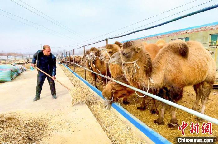 骆驼养殖业_致富骆驼养殖牧民视频_牧民养殖骆驼致富