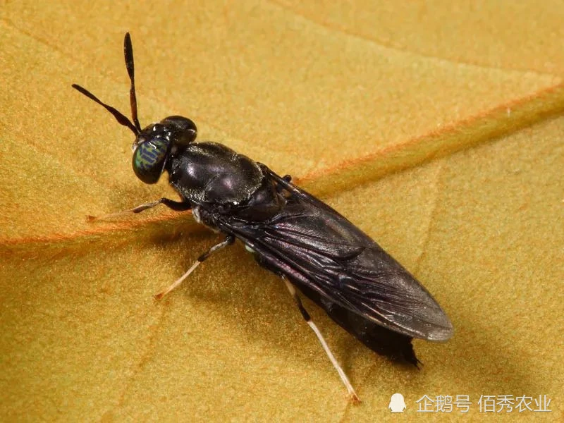 从南美引进的黑水虻，是处理垃圾和粪便高手，养殖业又一新举措