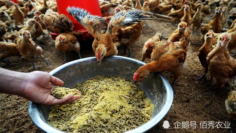 养殖黑水鸡致富骗局_养殖黑水鸡致富_养殖黑水鸡亏了几10万