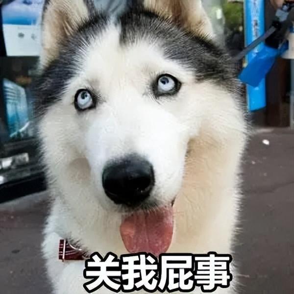 哈士奇养殖场_哈士奇养殖致富项目_致富养殖哈士奇项目有哪些