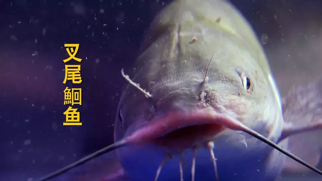 水厢养殖_水箱养殖技术_水箱养殖什么致富
