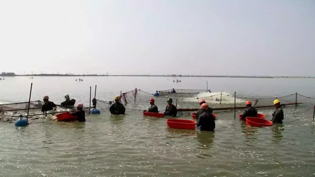 水箱养殖技术_水厢养殖_水箱养殖什么致富