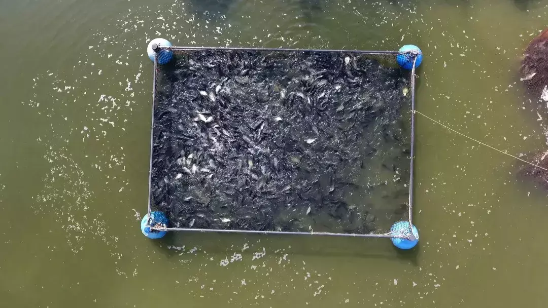 水箱养殖技术_水箱养殖什么致富_水厢养殖