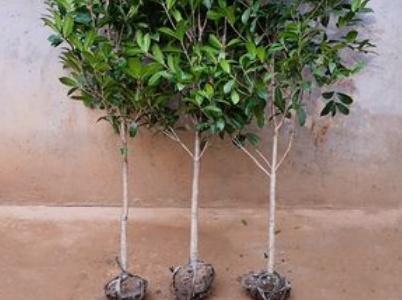 桂花养殖育苗鱼技术要点_桂花鱼育苗养殖技术_桂花养殖育苗鱼技术视频