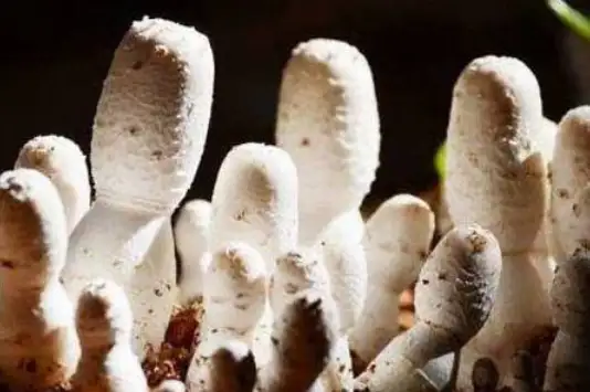 阳台种植鸡腿菇的方法