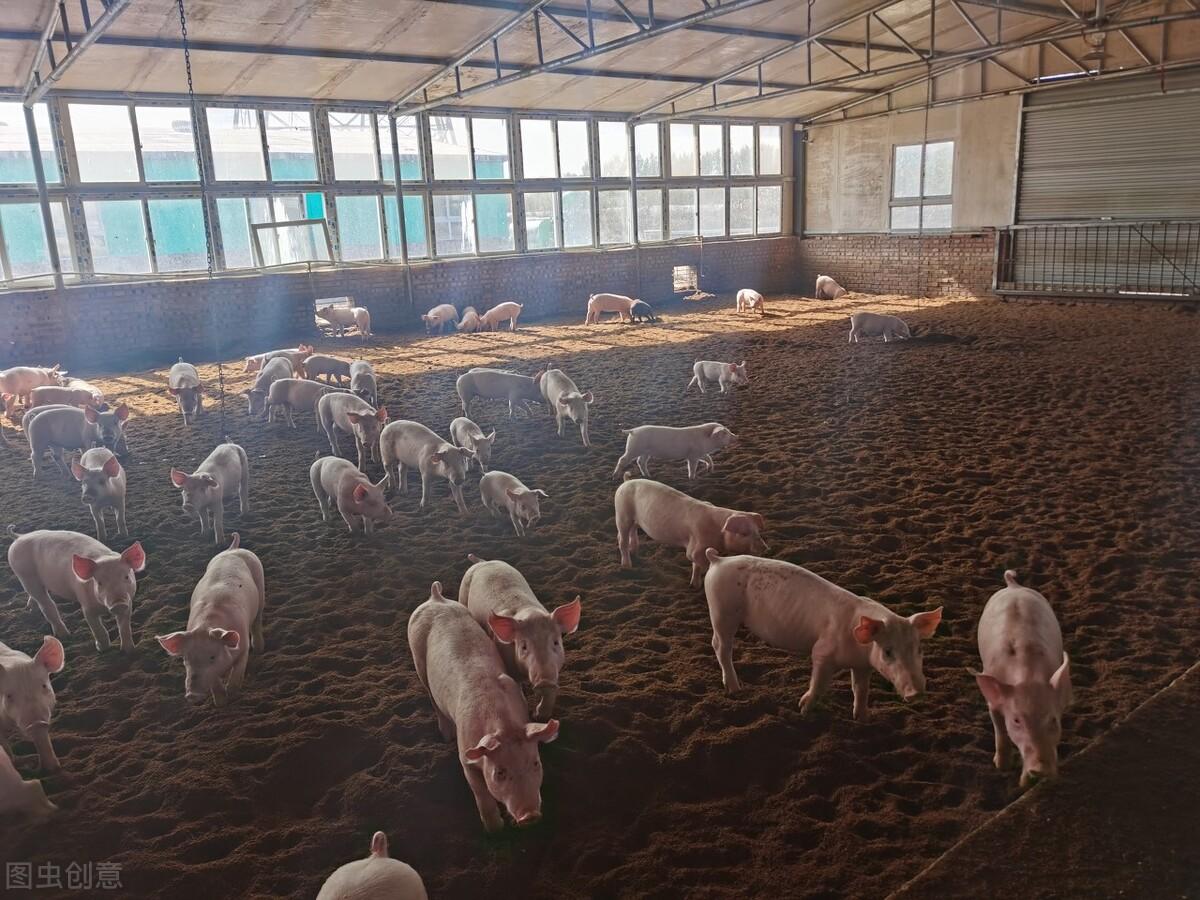 致富经水箱养鱼_水箱养殖什么致富_水箱养殖项目