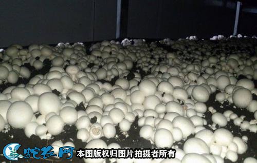 蘑菇怎么种图2