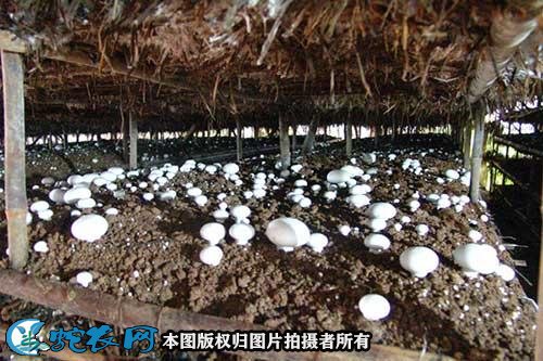 蘑菇怎么种图4