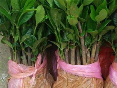 桂花养殖育苗鱼技术与管理_桂花鱼苗养殖技术方法_桂花鱼育苗养殖技术