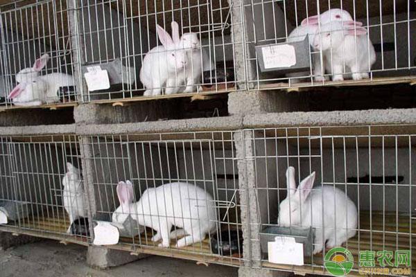 优质獭兔养殖技术_养殖獭兔技术大全视频大全_养殖獭兔效益怎么样
