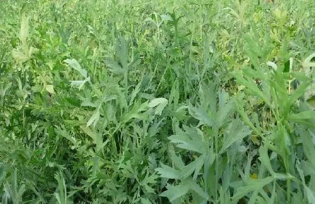 蒲公英种植效益_致富经种植蒲公英的女人_蒲公英致富经