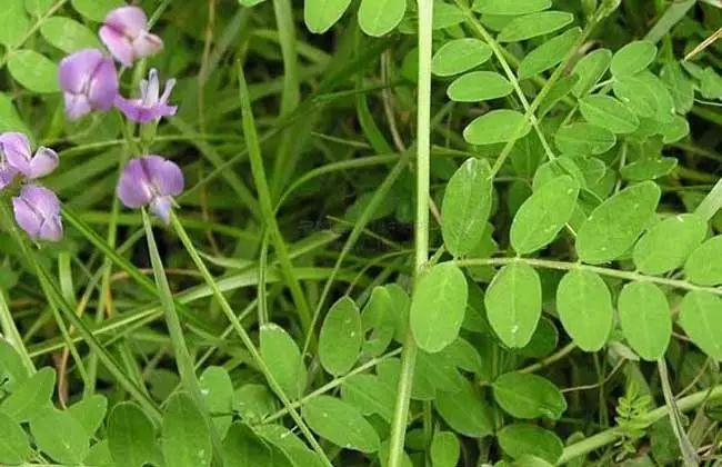 蒲公英致富经_蒲公英种植效益_致富经种植蒲公英的女人