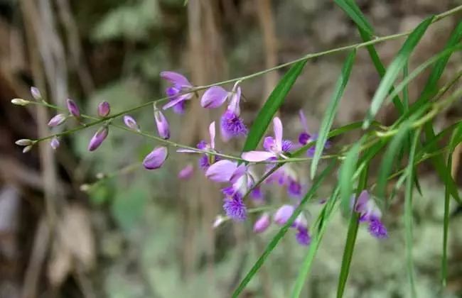 蒲公英致富经_致富经种植蒲公英的女人_蒲公英种植效益