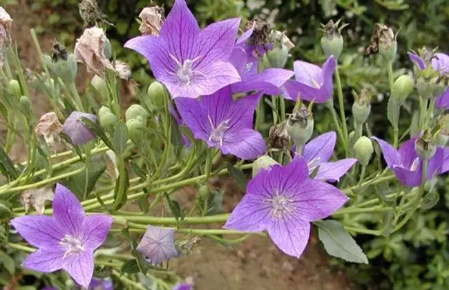 蒲公英致富经_致富经种植蒲公英的女人_蒲公英种植效益