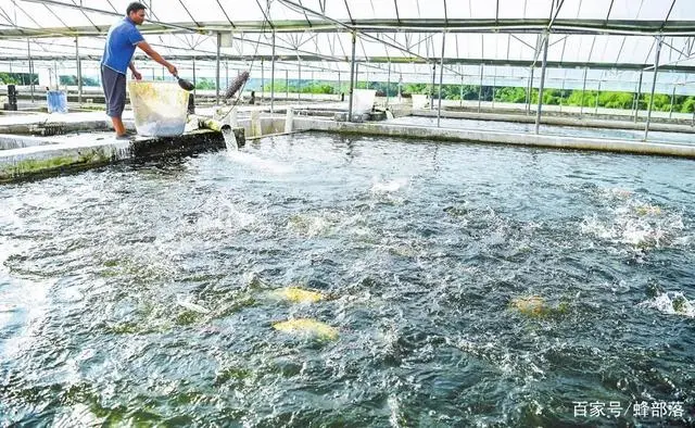 农村养殖鱼技术视频_农村养鱼技术视频播放_鱼养殖技术视频教程