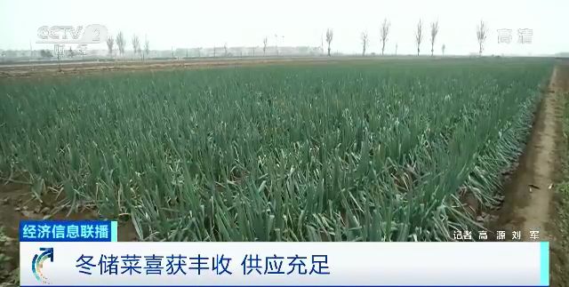 冬天丝瓜种植技术视频_冬季丝瓜种植技术视频_冬天怎么种丝瓜