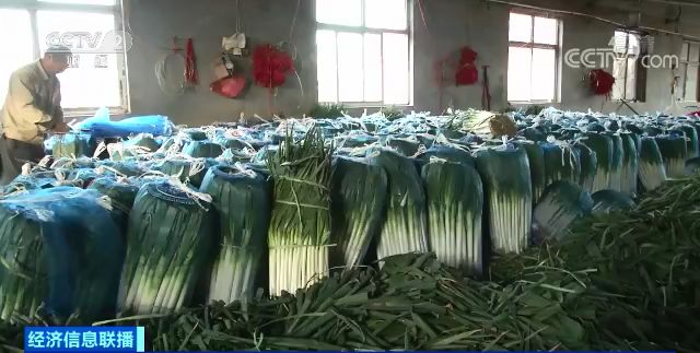 冬季丝瓜种植技术视频_冬天怎么种丝瓜_冬天丝瓜种植技术视频