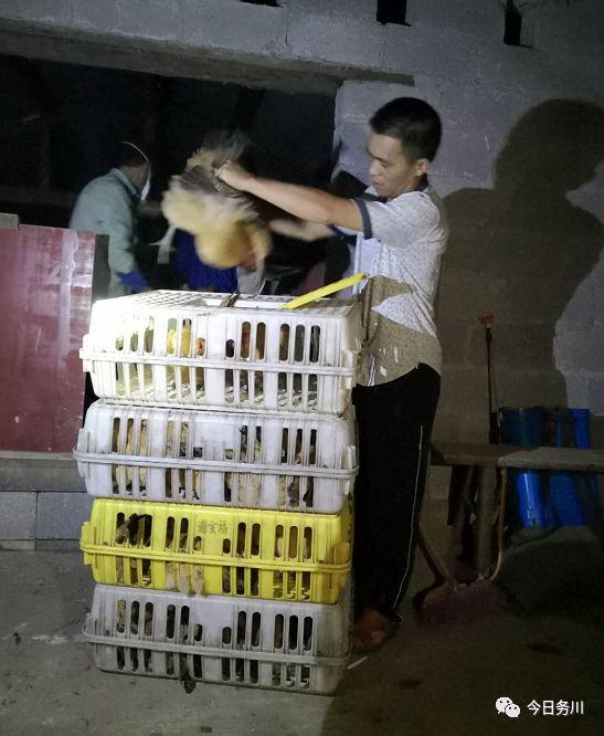 狐狸养殖致富视频_狐狸养殖场视频_养殖狐狸挣钱吗