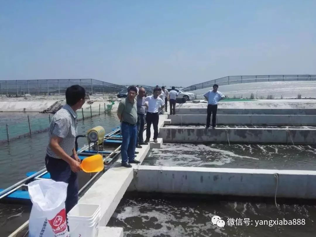 海水虾养殖技术方法_海水虾养殖技术_海水虾养殖技术视频
