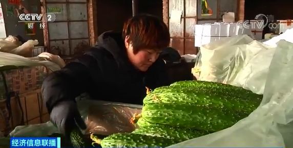 丝瓜种植条件温度_冬天怎么种丝瓜_冬季丝瓜种植技术视频