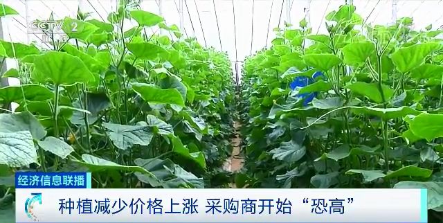 冬季丝瓜种植技术视频_冬天怎么种丝瓜_丝瓜种植条件温度