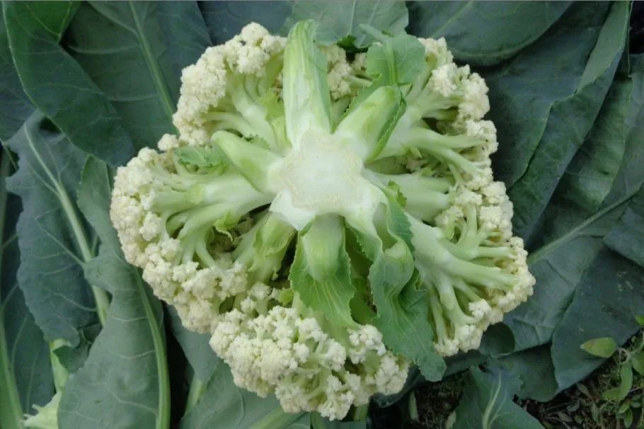 冬季丝瓜种植技术视频_冬天怎么种丝瓜_丝瓜种植条件温度