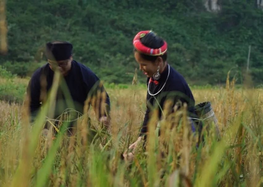 美女种植致富_致富种植美女视频大全_种植致富案例