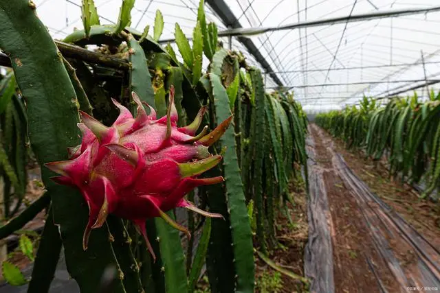 农村种植果树致富好项目_种植果树致富快_致富果树种植技术视频