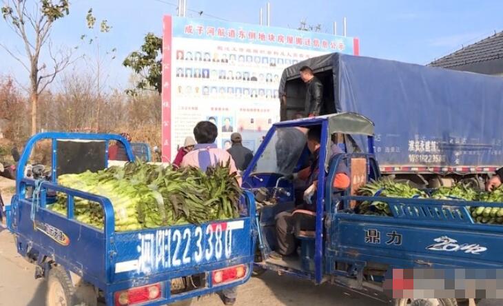 莴苣种植致富_种植莴笋致富_致富种植莴苣图片