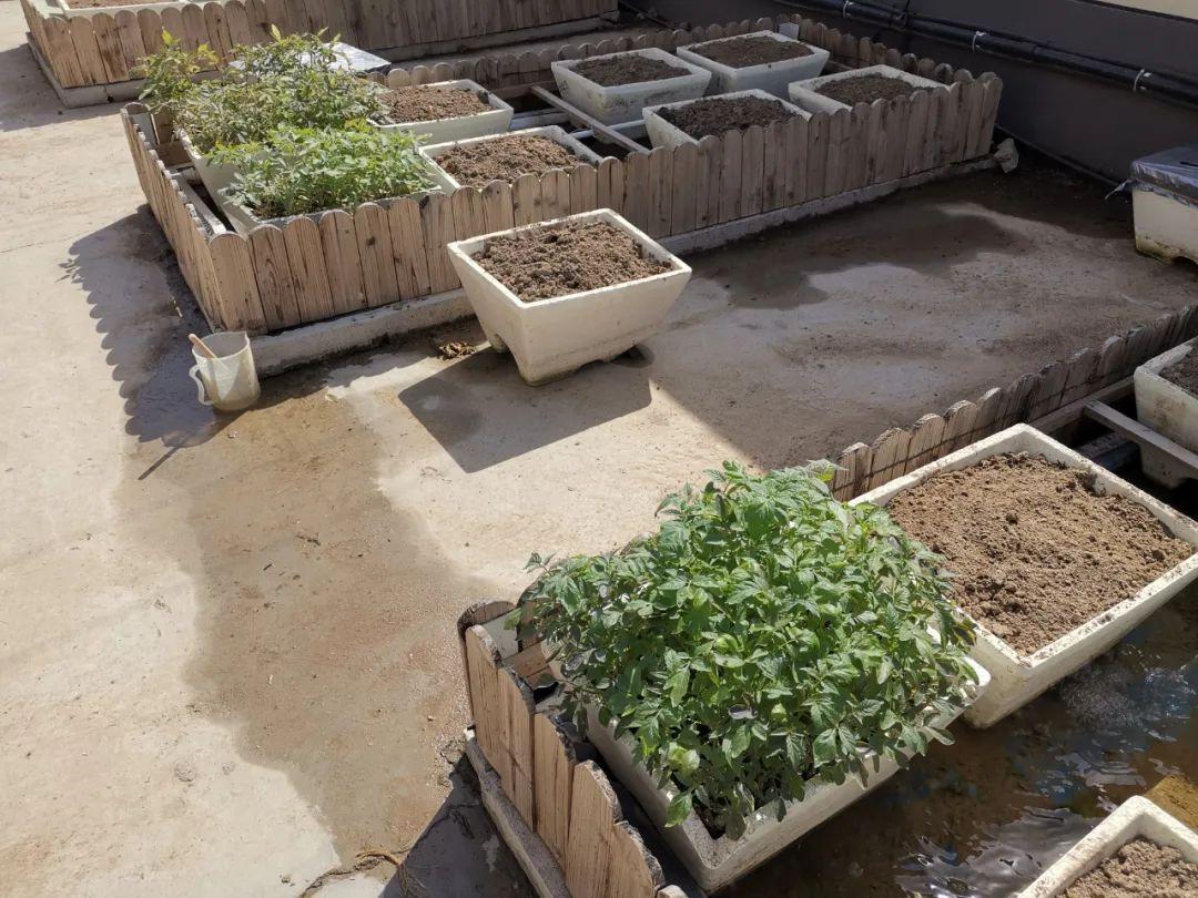 楼顶种植致富_楼顶种植什么赚钱_楼顶种植技术