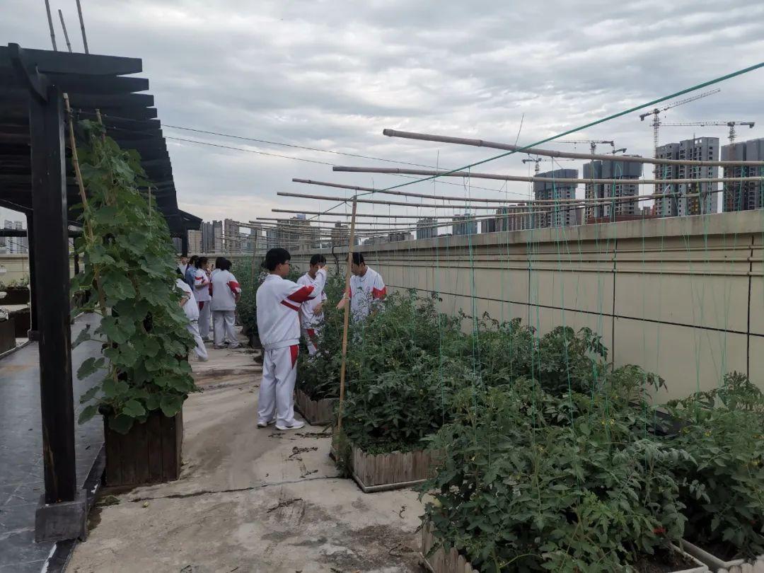 楼顶种植什么赚钱_楼顶种植技术_楼顶种植致富