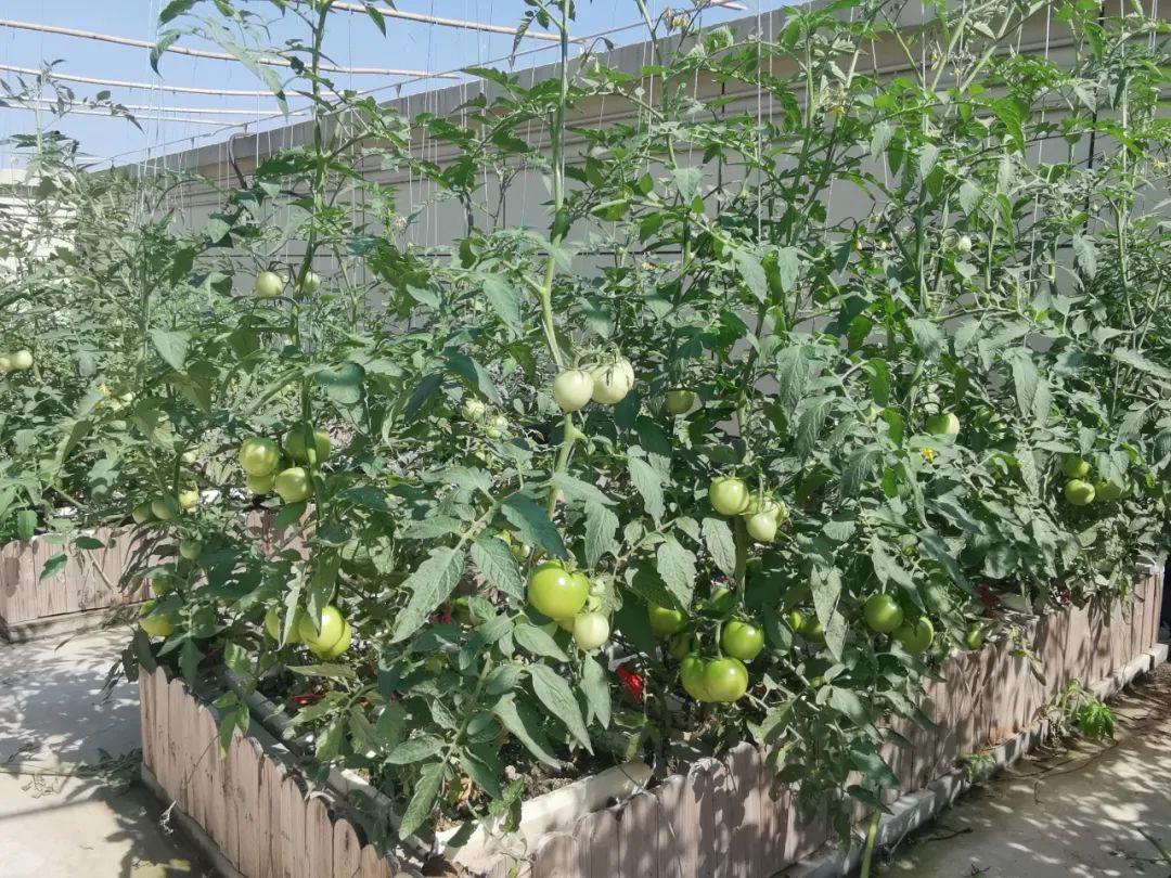 楼顶种植致富_楼顶种植技术_楼顶种植什么赚钱