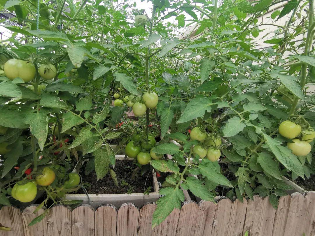 楼顶种植什么赚钱_楼顶种植致富_楼顶种植技术