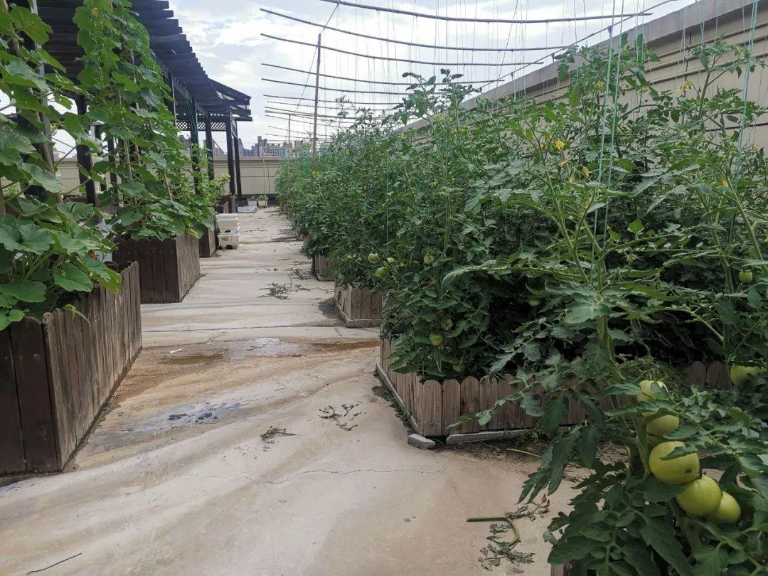 楼顶种植技术_楼顶种植什么赚钱_楼顶种植致富